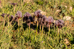 Al-Arz;Iris;Iris-Cedreti;Kaleidos;Kaleidos-images;Lebanon;Middle-East;Near-East;Proche-Orient;Tarek-Charara;Flowers;Endemic;Endangered-species;Endemic-species;Critically-endangered;Critically-endangered-species